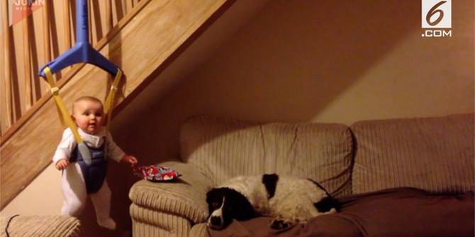 VIDEO: Lucunya Bayi Mencuri Hadiah Natal Milik Anjingnya