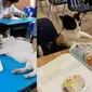 Kucing ikut sekolah (Sumber: Twitter/twitkocheng)