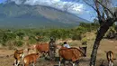 Petani memberi pakan ternak sapi-sapi peliharaannya di kaki Gunung Agung, Tulamben, Bali (30/6). Bali dinilai masih aman untuk dikunjungi wisatawan. (Merdeka.com/Arie Basuki)