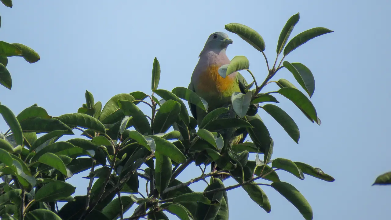 . Punai gading, salah satu burung pemakan buah_FN Tirtaningtyas