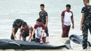 Lima ekor paus sudah dalam kondisi mati sejak awal ditemukan. Namun, jumlah paus yang mati terus bertambah menjadi 11 ekor dan akhirnya mencapai 21 ekor. Tampak dalam foto yang diambil pada 10 Maret 2026 menunjukkan petugas polisi bersama personel TNI AL berupaya menyelamatkan paus pilot yang terdampar di pantai Mbadokai, Desa Deranitan, Kabupaten Rote Ndao, Nusa Tenggara Timur (NTT), pada Senin 9 Maret 2026. (Foto: AFP)
