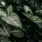 8 Tanaman Hias Daun untuk Teras Depan Rumah, Ada Monstera hingga Aglonema