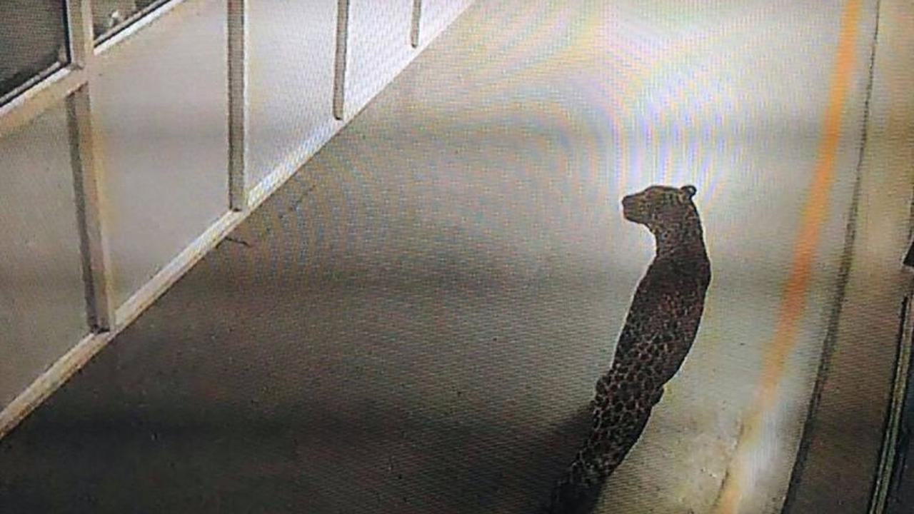 Rekaman CCTV mengungkap seekor macan tutul tengah berkeliaran di lorong-lorong pabrik mobil India (AFP)