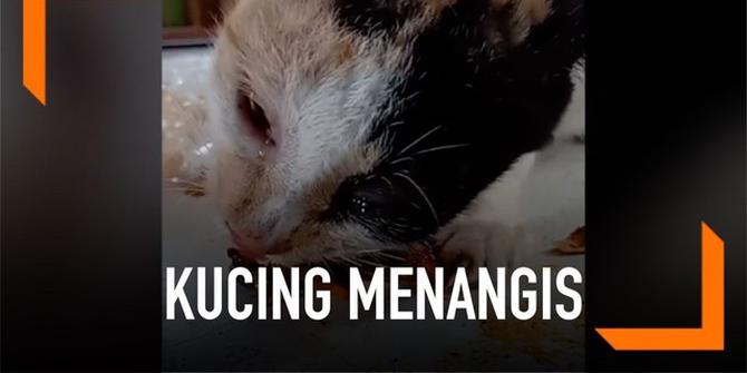 VIDEO: Kucing Lapar Menangis saat Diberi Makan