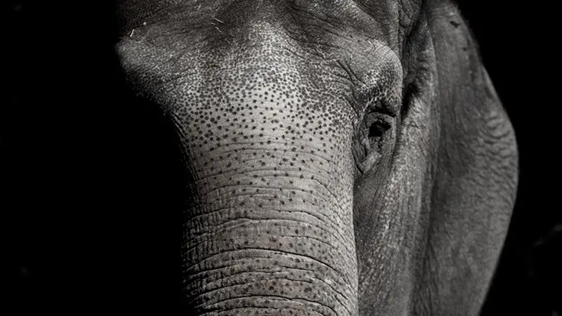 Ilustrasi gajah.
