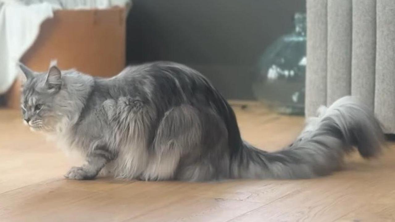 Tak hanya menggemaskan, kucing ini punya ekor terpanjang di dunia