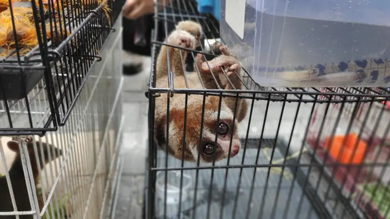 Salah satu satwa dilindungi jenis kukang disita Polda Riau dari penjual satwa di Pekanbaru.