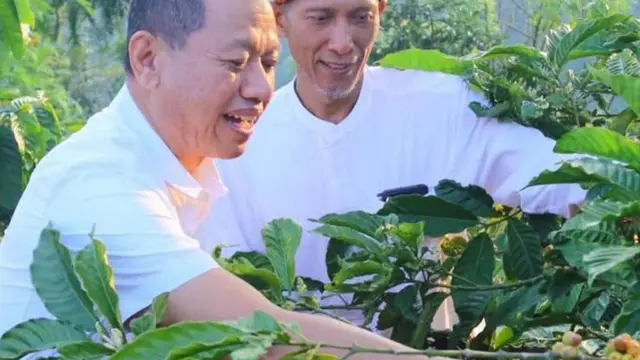 Petani kopi melakukan panen perdana di Pegunungan Muria Kudus