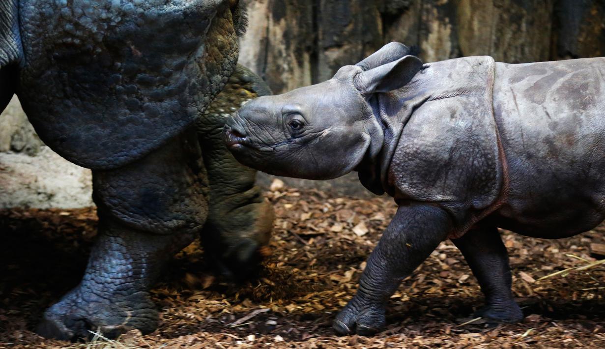 Seekor bayi bad sedang berjalan-jalan di dalam kandang dengan induknya di Kebun Binatang Cerza, Hermival-les-Vaux, Perancis. (29/11/2016). (AFP PHOTO/CHARLY TRIBALLEAU)