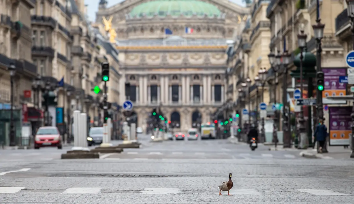 Seekor bebek berjalan di sebuah ruas jalan di Paris, Prancis (6/4/2020). Prancis memberlakukan lockdown nasional selama dua pekan mulai 17 Maret lalu, yang kemudian diperpanjang hingga 15 April. (Xinhua/Aurelien Morissard)