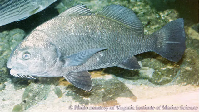 Ilustrasi Black Drum