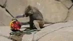 Seekor babon memeriksa makanan beku di kandangnya di Kebun Binatang Chapultepec, di Mexico City, Jumat, 7 Juni 2024. (AP Photo/Eduardo Verdugo)