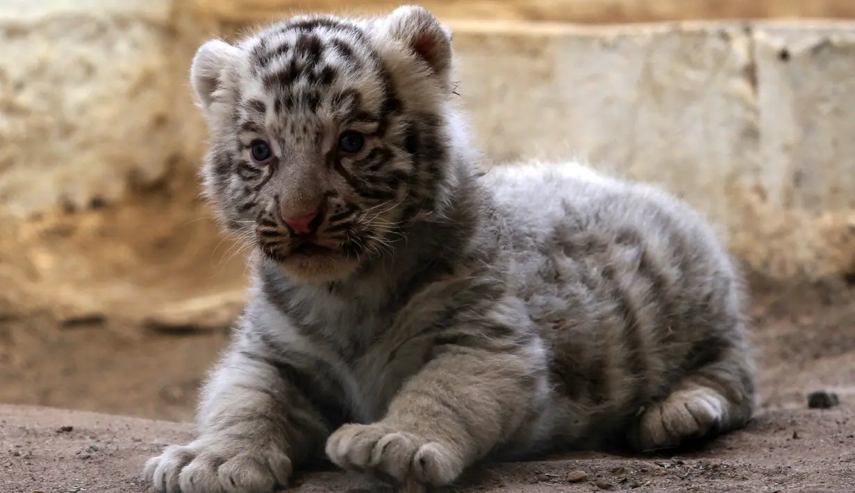 Salah satu bayi harimau putih di San Jorge Zoo di Ciudad Juarez, Chihuahua, Meksiko, Kamis (18/5). San Jorge Zoo mendapat penghuni baru dengan kehadiran dua bayi dari harimau putih yang langka. (AFP/HERIKA MARTINEZ)