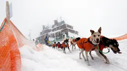 Pengemudi kereta luncur anjing menembus salju saat mengikuti lomba Sedivackuv Long di Destne v Orlicky Horach, Republik Ceko, Jumat (25/1). Sekitar 100 pebalap dengan 700 anjing berlomba di salju tebal. (Photo/Petr David Josek)