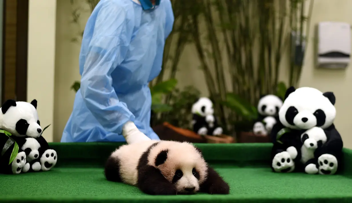 Pegawai kebun binatang membawa anak panda berusia tiga bulan di Nasional Zoo, Kuala Lumpur, Malaysia, Selasa (17/11). Panda tersebut terlahir dari pasangan panda Liang Liang dan Xing Xing. (AFP PHOTO/Manan Vatsyayana)