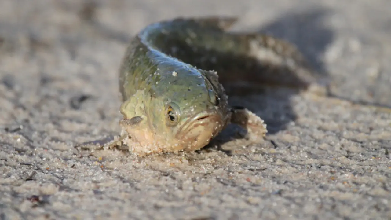 Climbing perch (Anabas testudineus)