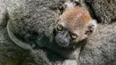 Seekor bayi Lemur bambu besar (Prolemur simus) menempel pada induknya, Veloma, di Kebun binatang Besancon, Prancis, Kamis (1/8/2019). Spesies lemur dari Madagaskar ini terancam punah dan diperkirakan hanya sekitar 1000 ekor yang dapat ditemui di alam liar. (Photo by SEBASTIEN BOZON / AFP)