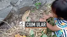 Bocah perempuan berusia 3 tahun di Tangerang, nekat mencium ular berjenis Piton sepanjang 5 meter. Aksi itu berhasil diabadikan oleh ayahnya ketika ular itu sedang merayap ke dinding.