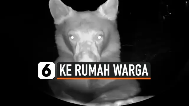 BERUANG BERTAMU KE RUMAH WARGA, SAMPAI BUNYIKAN BEL