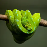 Ilustrasi dililit ular/Copyright unsplash.com/Marius Masalar