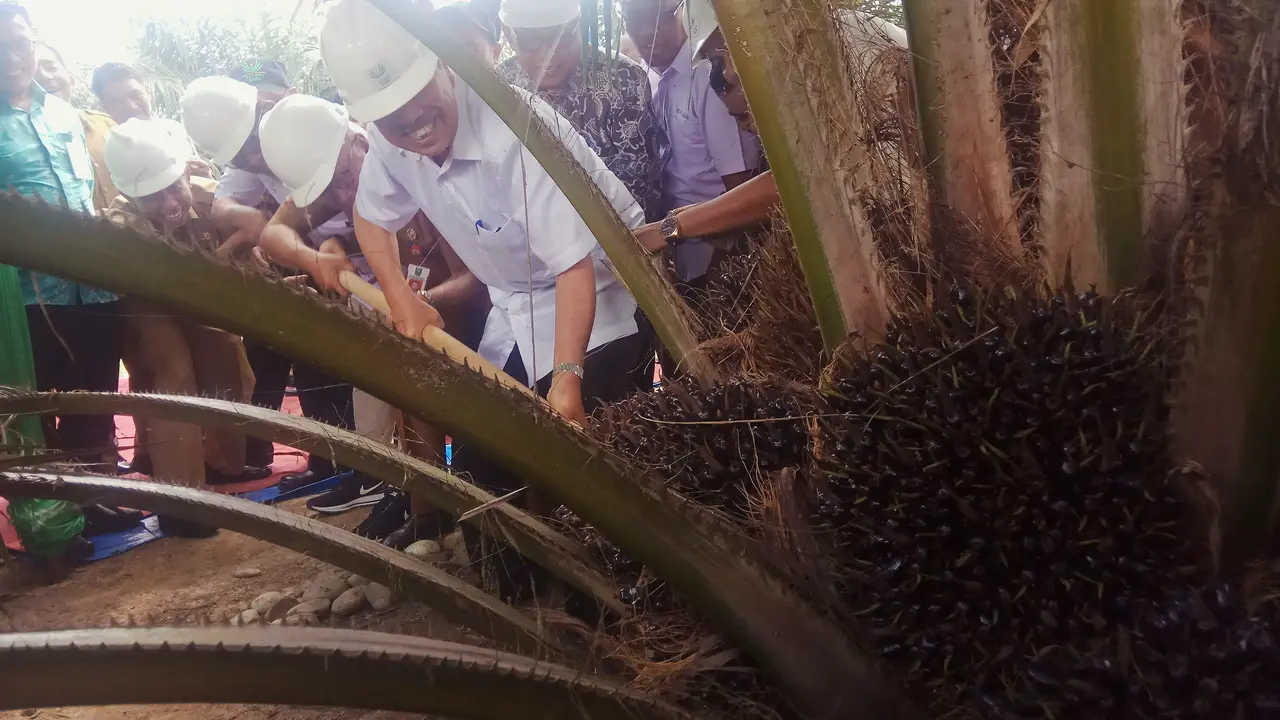 Tanah untuk Siak