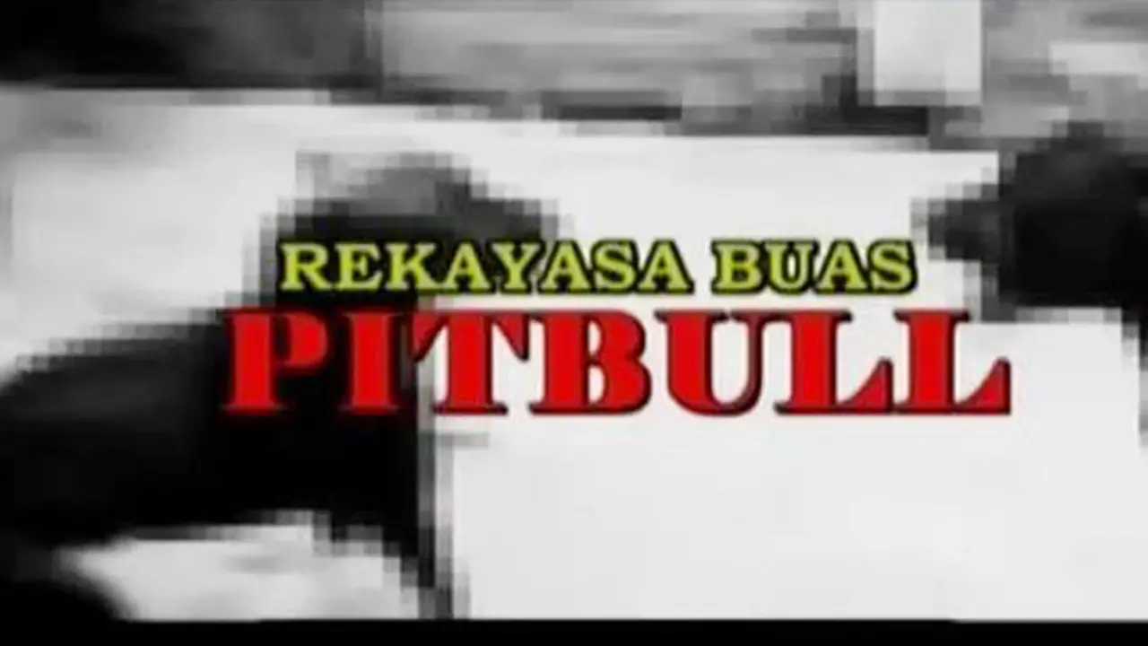 Sigi Investigasi: Rekayasa Buas Pitbull
