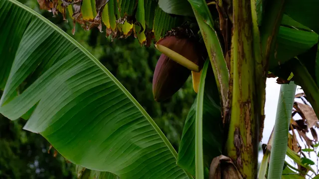 ilustrasi pohon pisang