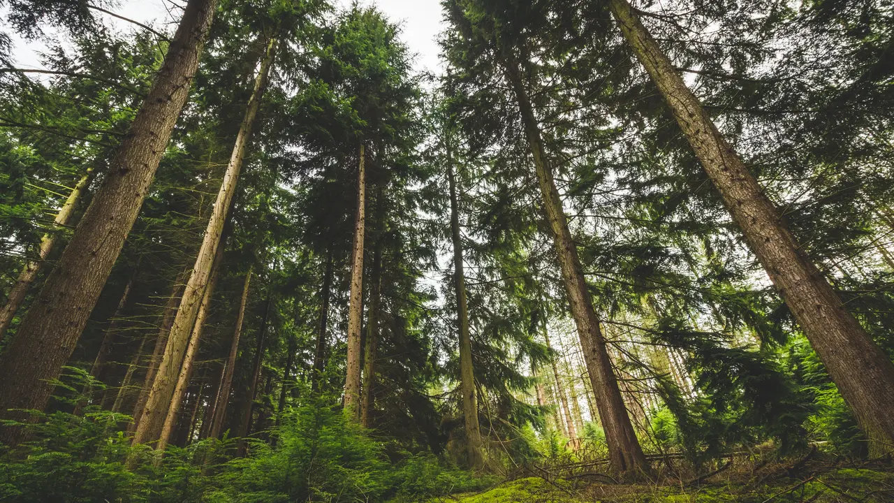 Hutan Pinus
