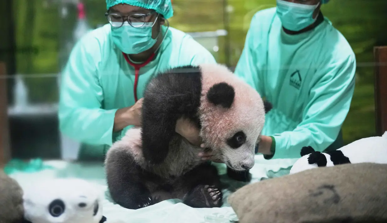 Dokter hewan merawat Satrio Wiratama atau Rio, anak panda raksasa pertama yang lahir di Indonesia, saat pratinjau media di Taman Safari Indonesia, Bogor, Jawa Barat, Jumat 15 Mei 2026. (AP Photo/Achmad Ibrahim)