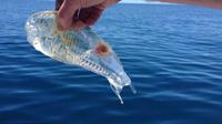 Hewan laut transparan. (Sumber: Pulptastic)