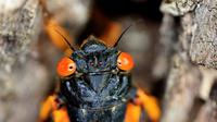 Jangkrik berkala dewasa yang baru berganti kulit memanjat pohon di Takoma Park, Maryland, Amerika Serikat, 17 Mei 2021. Miliaran jangkrik berkala Magicicada - anggota Brood X - telah mulai muncul di AS. (Chip Somodevilla/Getty Images/AFP)