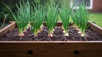 7 Tips Tanam Daun Bawang Supaya Tidak Busuk di Musim Hujan, Panen Melimpah