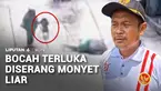 Seorang murid taman kanak-kanak di Bekasi, Jawa Barat, terluka diserang seekor monyet liar saat pulang sekolah. Penyerangan oleh satwa liar itu terekam kamera CCTV perumahan.