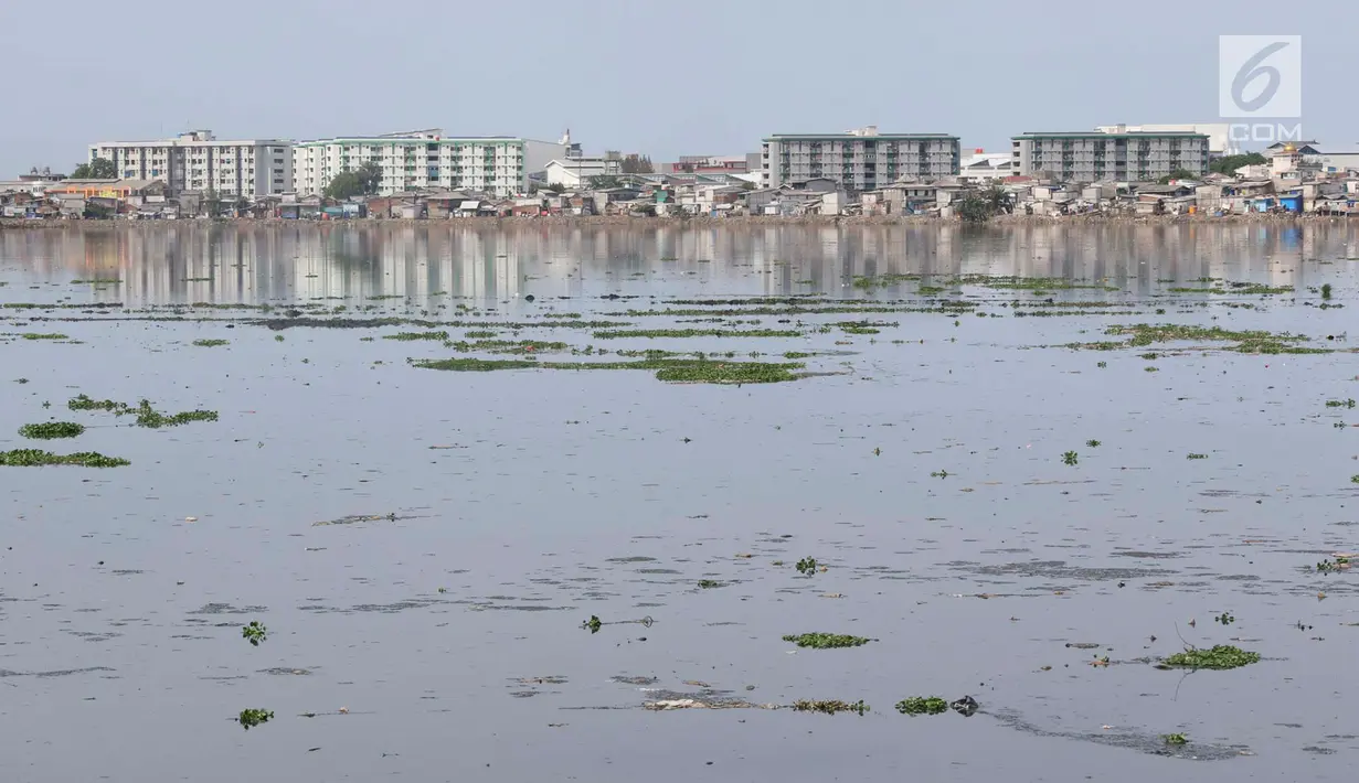 Suasana Waduk Pluit yang banyak tumbuh enceng gondok, Jakarta, Senin (17/12). Kurangnya perhatian serta perawatan menyebabkan tanaman yang berpotensi menjadi hama tersebut kembali tumbuh dan berkembang di Waduk Pluit. (Liputan6.com/Immanuel Antonius)