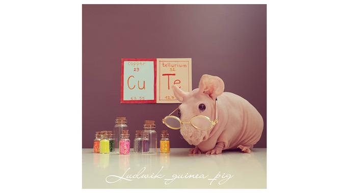 Punya bentuk tubuh mungil, Ludwik si babi unik asal Afrika Barat jadi selebgram. (Sumber: Instagram/@ludwik_guinea_pig)