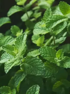 Ilustrasi Tanaman Daun Mint/Photo by Fernanda Arias on Unsplash