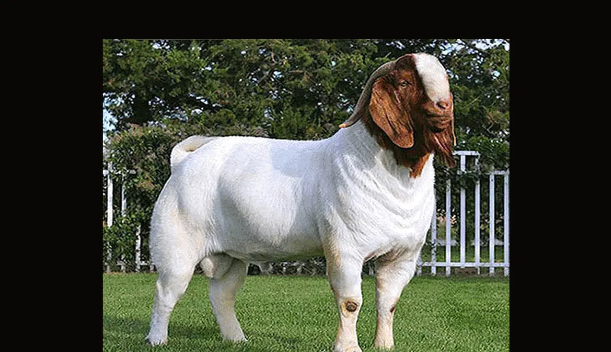 Kambing harus memiliki postur tubuh yang kuat, terlihat tegap dan kokoh. Untuk mengetahui hal ini, Anda bisa melihat cara kambing berdiri dan berjalan. Apakah berjalan atau berdiri dengan baik atau tidak (Istimewa)