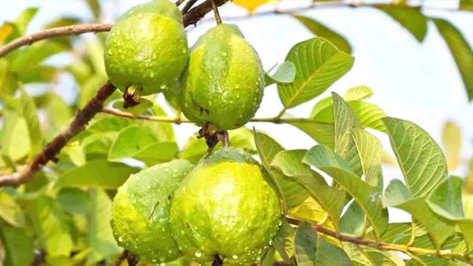 5 Obat Jerawat yang Bisa Kamu Temukan di Halaman Rumah