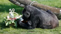 Gorila Fatou menikmati makanan yang dihadiahkan untuknya saat merayakan ulang tahun ke-59 di Kebun Binatang Berlin, Jerman (13/4). Gorila wanita asal Afrika Barat tersebut menjadi gorila tertua di dunia.(Reuters/ Hannibal Hanschke)