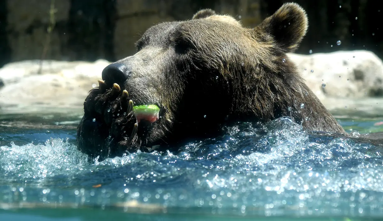 Seekor beruang diberi makan semangka beku untuk mendinginkan diri di kebun binatang "Bioparco" selama gelombang panas di Roma, Italia (25/7). (AFP Photo/Tiziana Fabi)