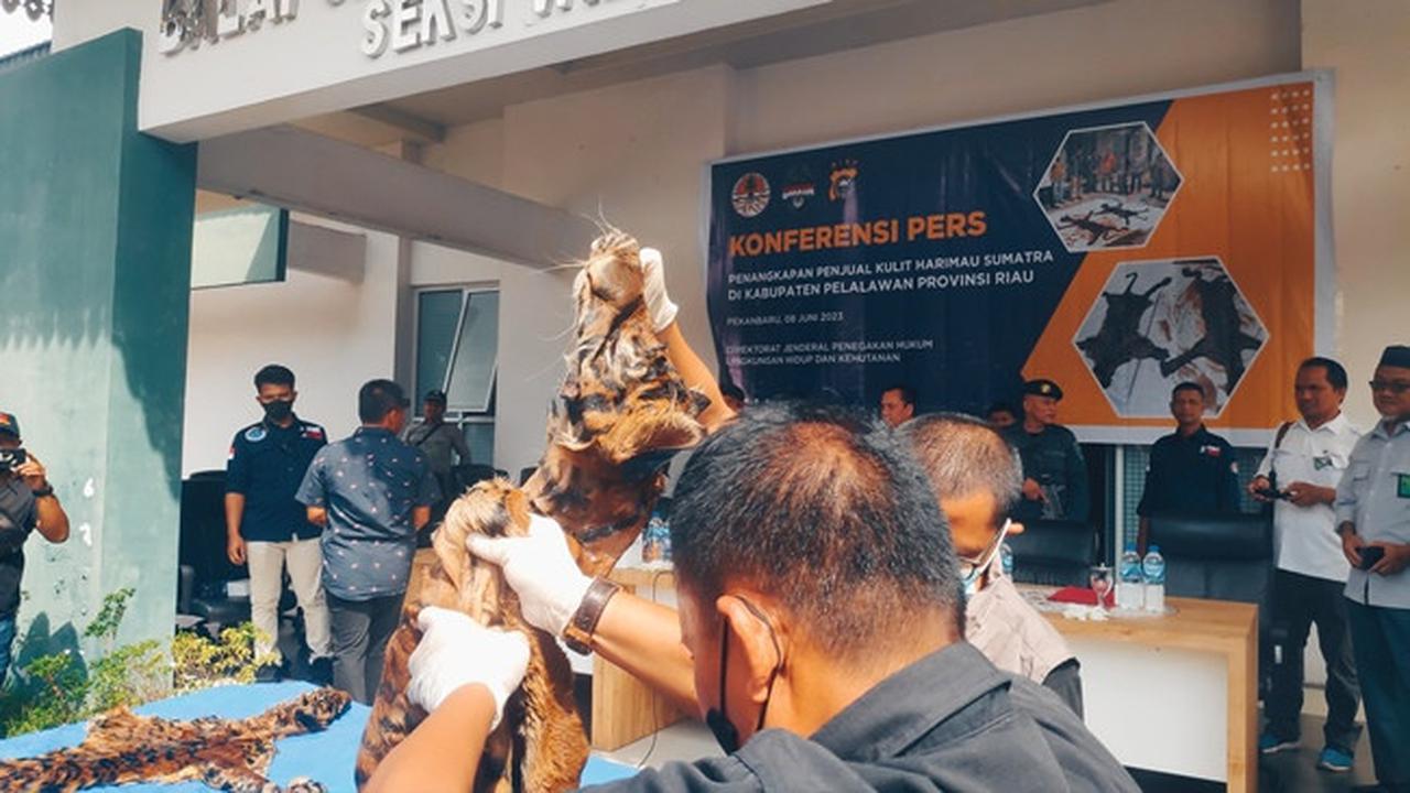 Harimau sumatra yang tinggal kulit setelah diburu dan dibantai oleh pemburu di Riau.