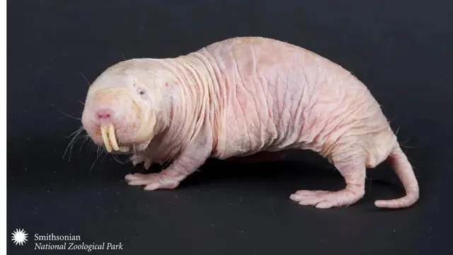 Naked Mole Rat (Tangkapan layar dari website animalsaroundtheglobe.com)