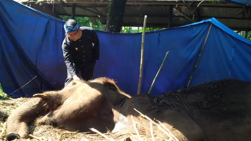 Ridwan Kamil Tengok Gajah Sekarat di Kebun Binatang Bandung