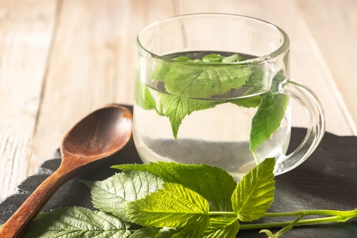 resep teh daun minuman