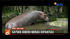 Kesehatan satwa di Taman Safari Indonesia pasca dicekoki miras, tengah dipantau oleh tim dokter hewan secara khusus.