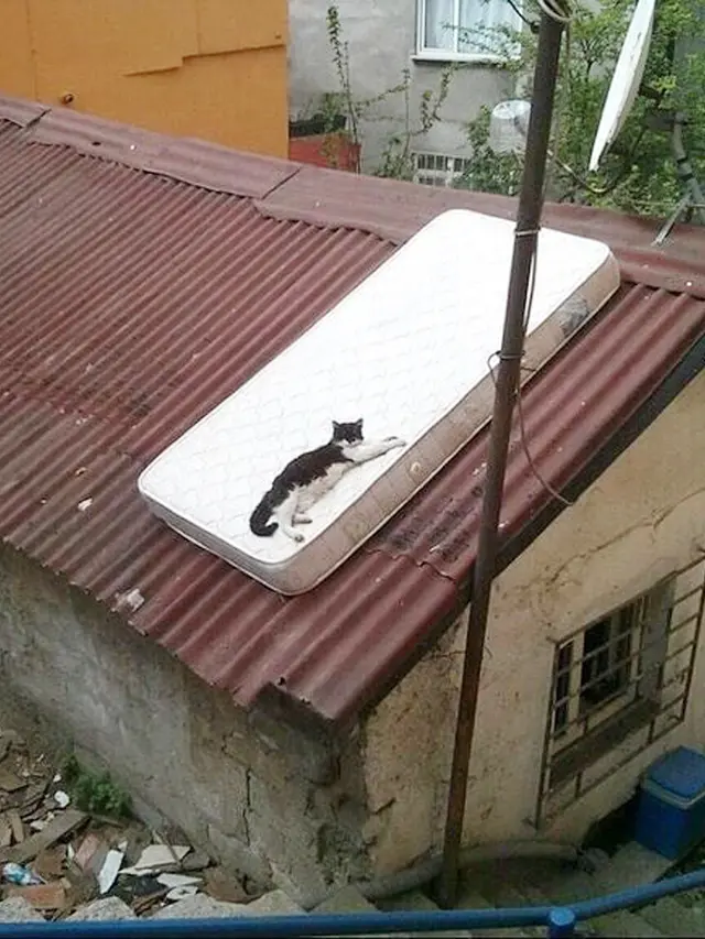 7 Tingkah Konyol Kucing Main dengan Benda Sekitar, Bikin Gemas