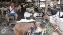 Pedagang kambing menunggu pembeli hewan kurban di kawasan Tanah Abang, Jakarta, Sabtu (3/9). Untuk harga Kambing dijual dengan harga Rp2,2-5,5 juta, sedangkan harga sapi Rp18-35 juta. (Liputan6.com/Yoppy Renato)