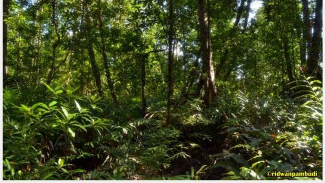 Kawasan Hutan Mangrove di Taman Nasional Sembilang, Musi Banyuasin, Sumatera Selatan