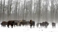 Kawanan bison terlihat berada di zona eksklusi 30 km/19 mil di lokasi bencana reaktor nuklir Chernobyl, Belarus, 5 Maret 2016. Tidak adanya manusia disana menumbuhkan populasi satwa liar, meski ancaman radiasi masih ada. (REUTERS/Vasily Fedosenko)