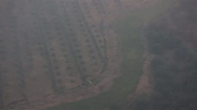 Kebakaran Hutan